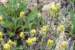 Draba aurea