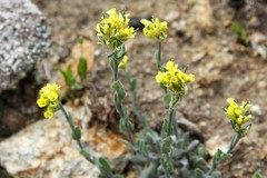 Draba aurea