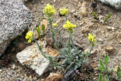 Draba aurea