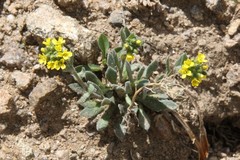 Draba aurea