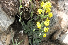 Draba aurea
