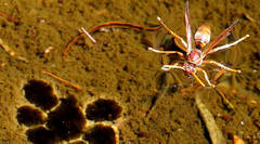 Polistes humilis humilis