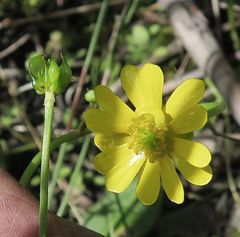 Ranunculus papulentus