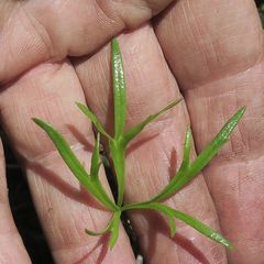 Ranunculus papulentus