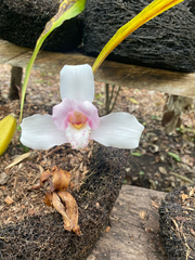 Lycaste virginalis