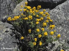 Calceolaria integrifolia