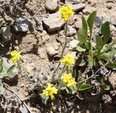 Draba aurea