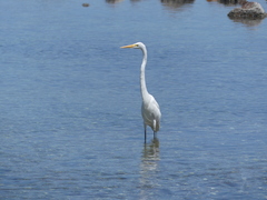 Ardea alba