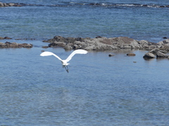 Ardea alba