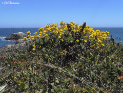 Calceolaria integrifolia