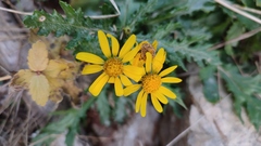 Senecio squalidus rupestris