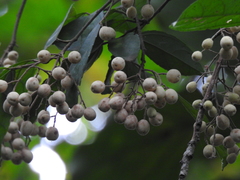 Pleuranthodendron lindenii