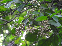 Pleuranthodendron lindenii
