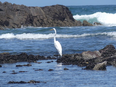 Ardea alba