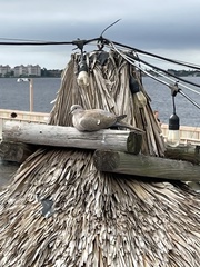 Streptopelia decaocto