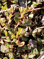 Euphorbia serpens