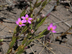 Centaurium cachanlahuen