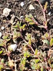 Euphorbia serpens