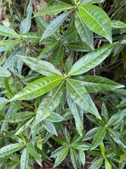 Stenostomum resinosum