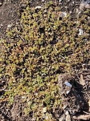 Euphorbia serpens