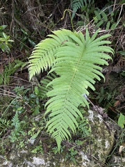 Pelazoneuron abruptum