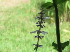 Salvia divinorum