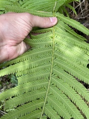 Pelazoneuron abruptum