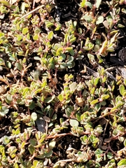 Euphorbia serpens