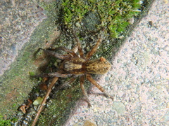 Trochosa cachetiensis