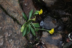 Draba crassa