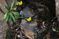 Draba crassa