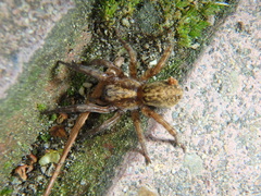 Trochosa cachetiensis