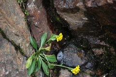 Draba crassa
