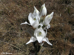 Chloraea crispa