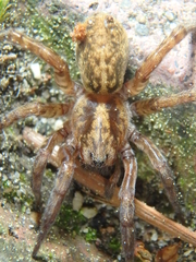 Trochosa cachetiensis