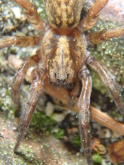 Trochosa cachetiensis