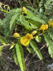 Chamaecrista glandulosa swartzii