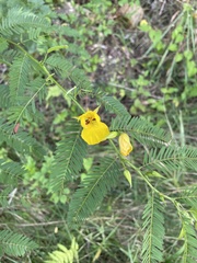 Chamaecrista glandulosa swartzii
