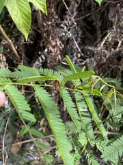 Chamaecrista glandulosa swartzii