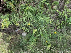 Chamaecrista glandulosa swartzii