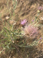 Cirsium undulatum undulatum