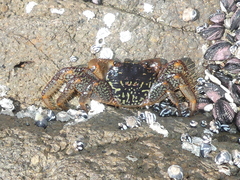 Grapsus grapsus