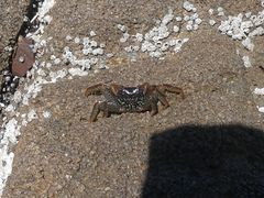 Grapsus grapsus