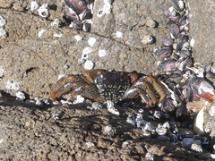 Grapsus grapsus