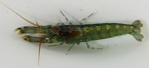 Hooded Shrimp, photo 10 of 10