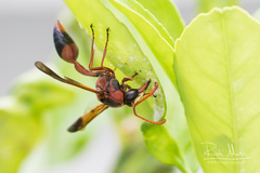 Delta dimidiatipenne