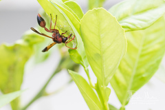 Delta dimidiatipenne