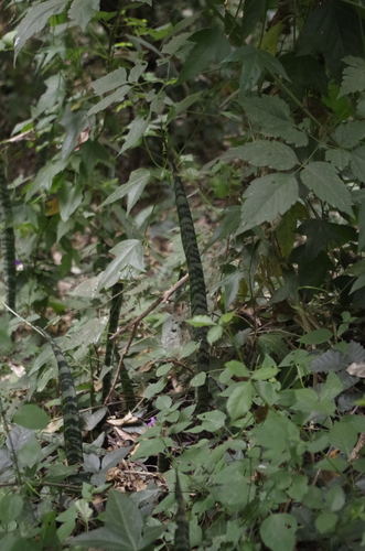 Sansevieria zeylanica image