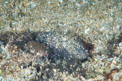 Holothuria cinerascens