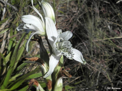 Chloraea piquichen